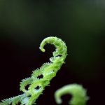 fern 2
