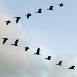 Flock of White-faced Whistling ducks flying in 'V' formation