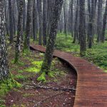 path_in_the_woods