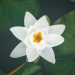 ruben-ortega-227818-unsplash